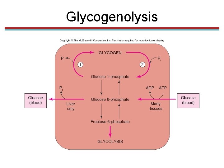 Glycogenolysis 