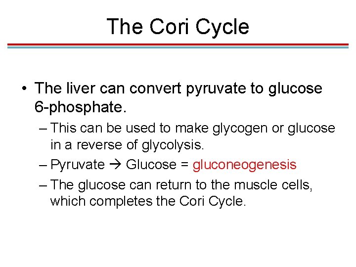 The Cori Cycle • The liver can convert pyruvate to glucose 6 -phosphate. –