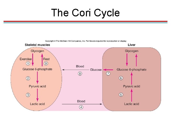 The Cori Cycle 