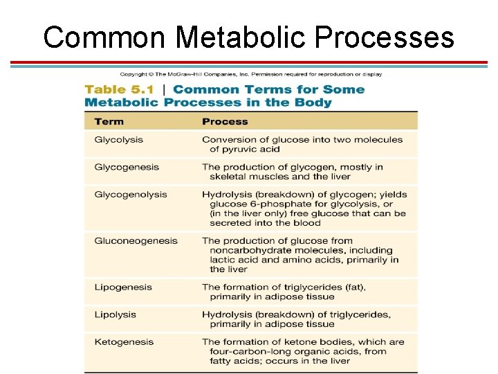 Common Metabolic Processes 