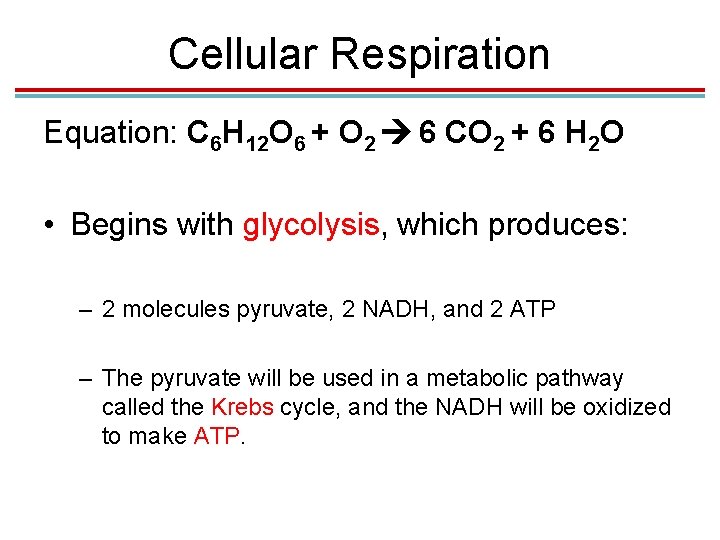 Cellular Respiration Equation: C 6 H 12 O 6 + O 2 6 CO