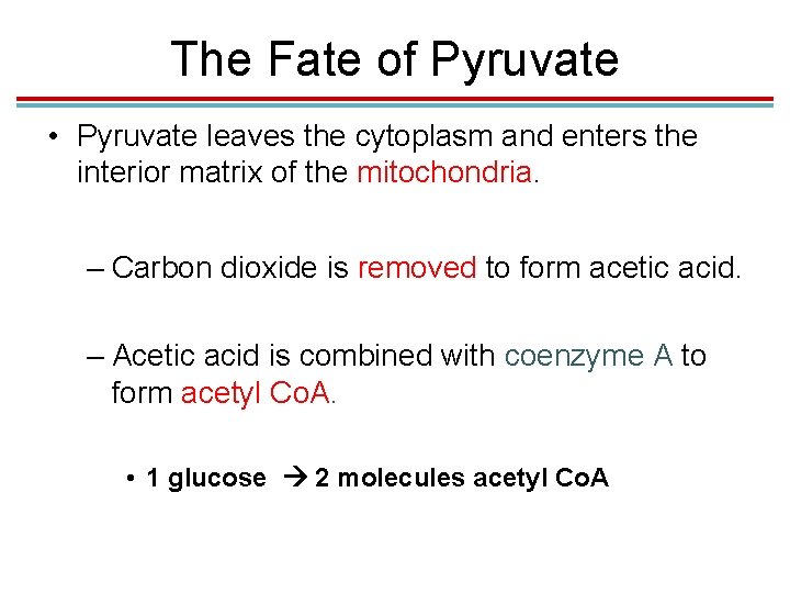 The Fate of Pyruvate • Pyruvate leaves the cytoplasm and enters the interior matrix