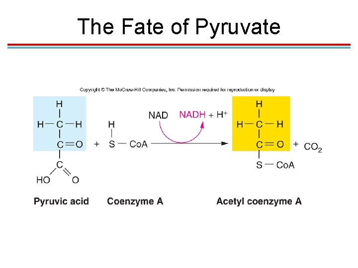 The Fate of Pyruvate 