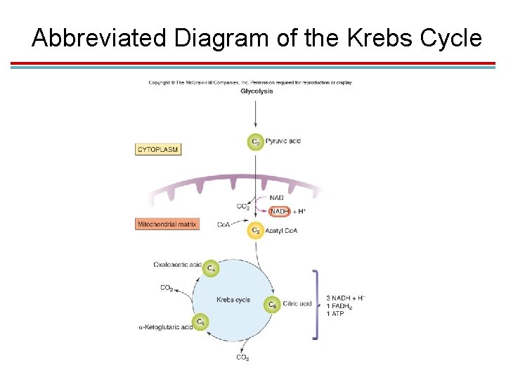 Abbreviated Diagram of the Krebs Cycle 