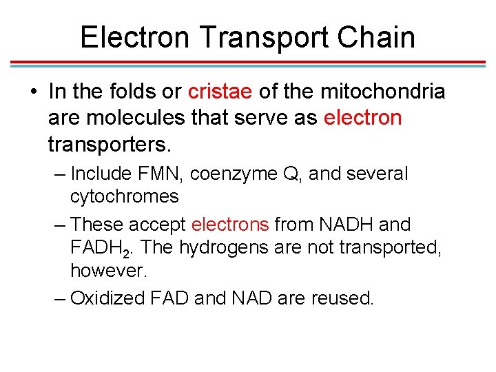 Electron Transport Chain • In the folds or cristae of the mitochondria are molecules