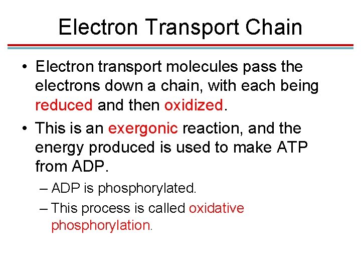 Electron Transport Chain • Electron transport molecules pass the electrons down a chain, with