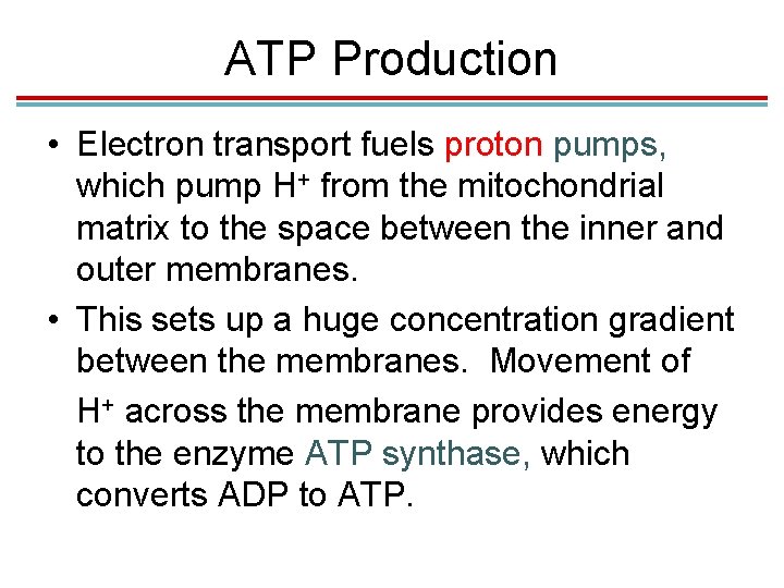 ATP Production • Electron transport fuels proton pumps, which pump H+ from the mitochondrial
