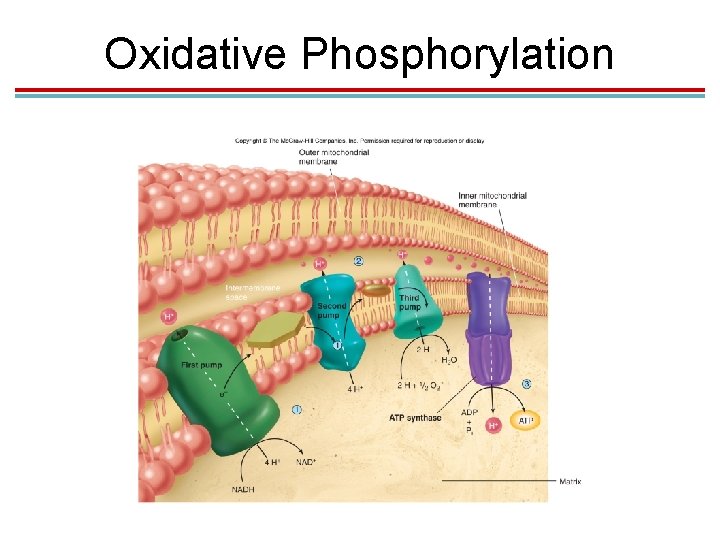 Oxidative Phosphorylation 