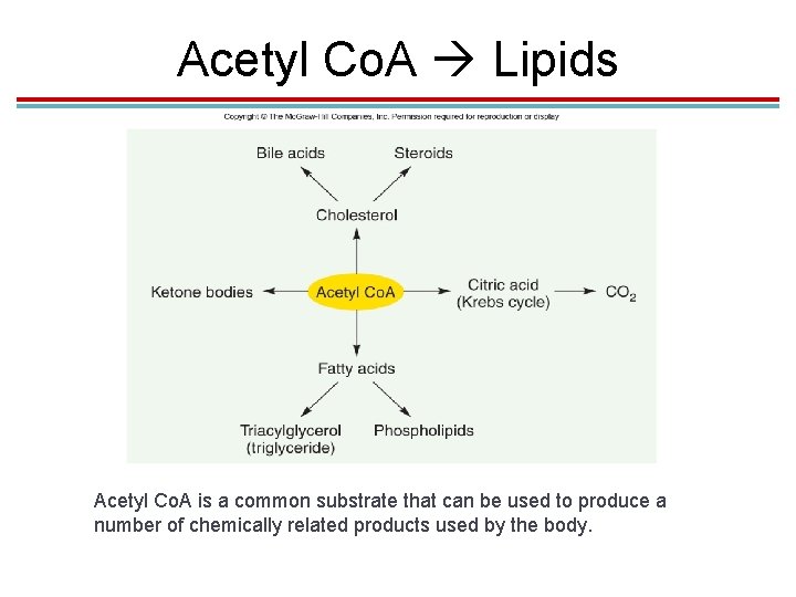 Acetyl Co. A Lipids Acetyl Co. A is a common substrate that can be