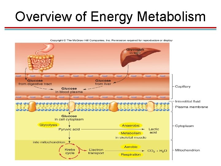 Overview of Energy Metabolism 