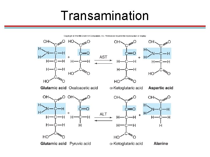 Transamination 