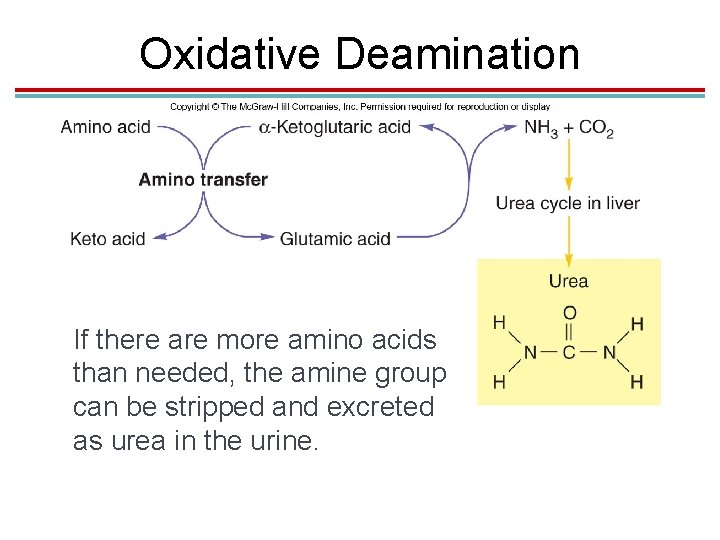 Oxidative Deamination If there are more amino acids than needed, the amine group can