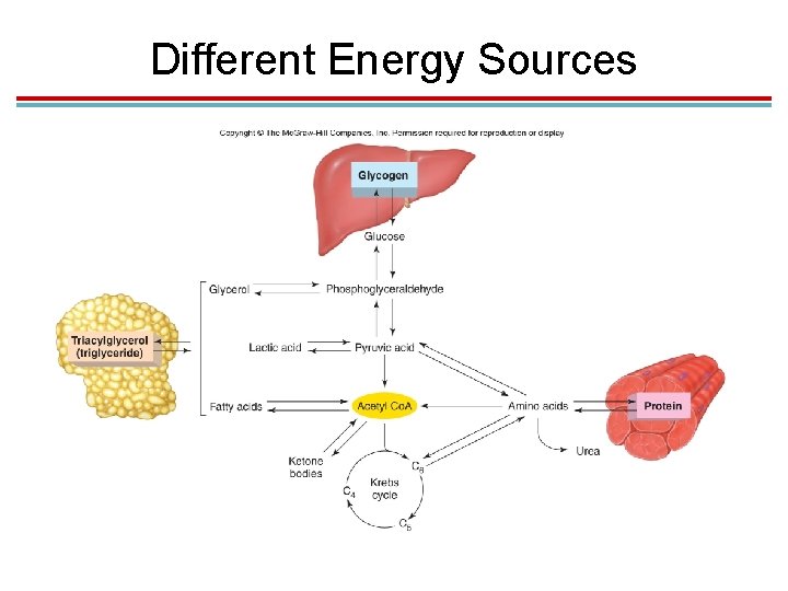 Different Energy Sources 