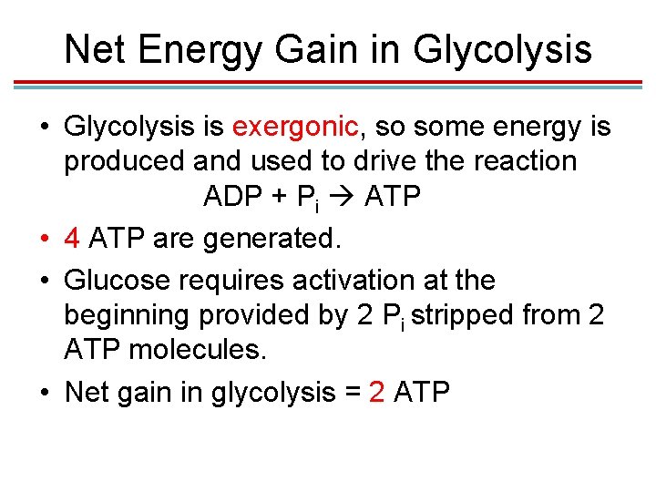 Net Energy Gain in Glycolysis • Glycolysis is exergonic, so some energy is produced