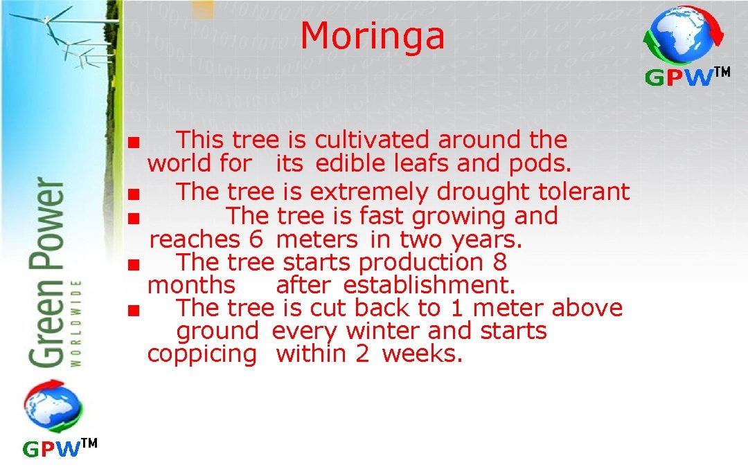 Moringa This tree is cultivated around the world for its edible leafs and pods. ■