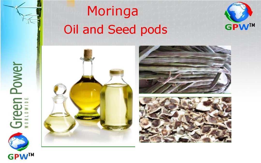 Moringa Oil and Seed pods 
