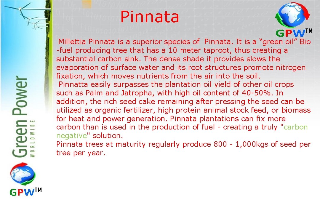 Pinnata Millettia Pinnata is a superior species of Pinnata. It is a “green oil”