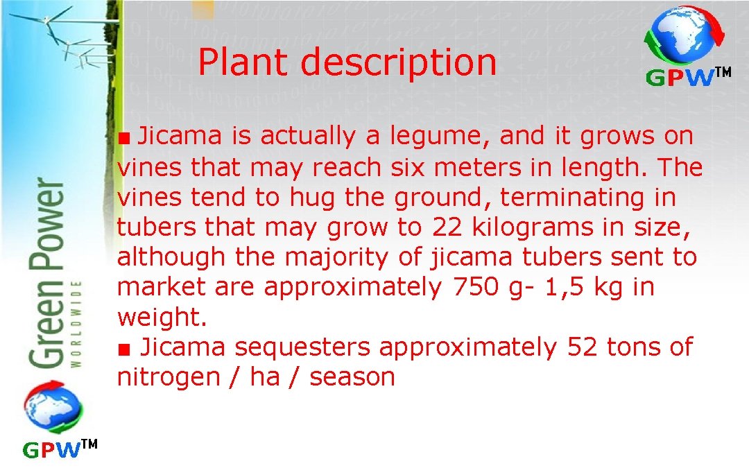 Plant description ■ Jicama is actually a legume, and it grows on vines that