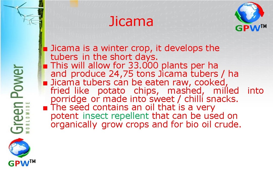 Jicama ■ Jicama is a winter crop, it develops the tubers in the short days.