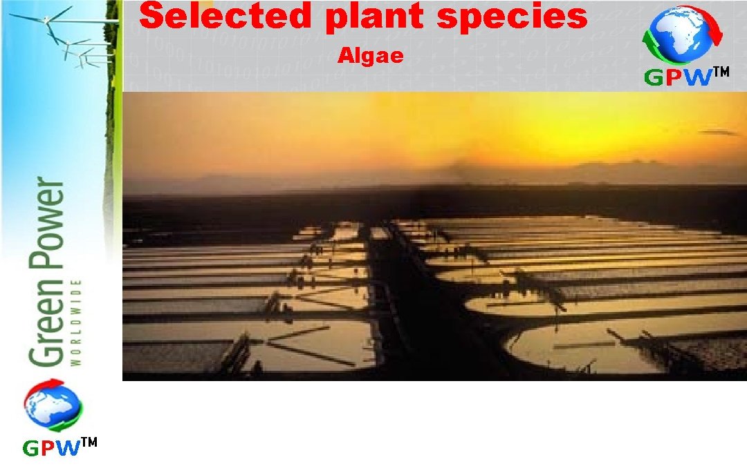 Selected plant species Algae 