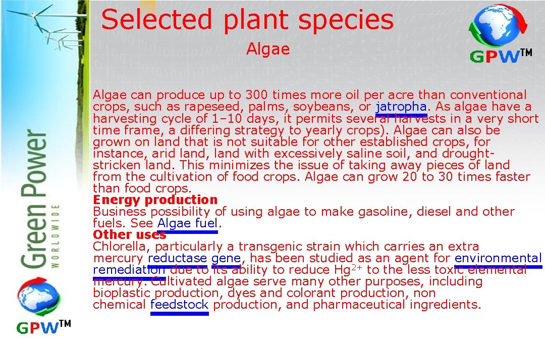 Selected plant species Algae can produce up to 300 times more oil per acre