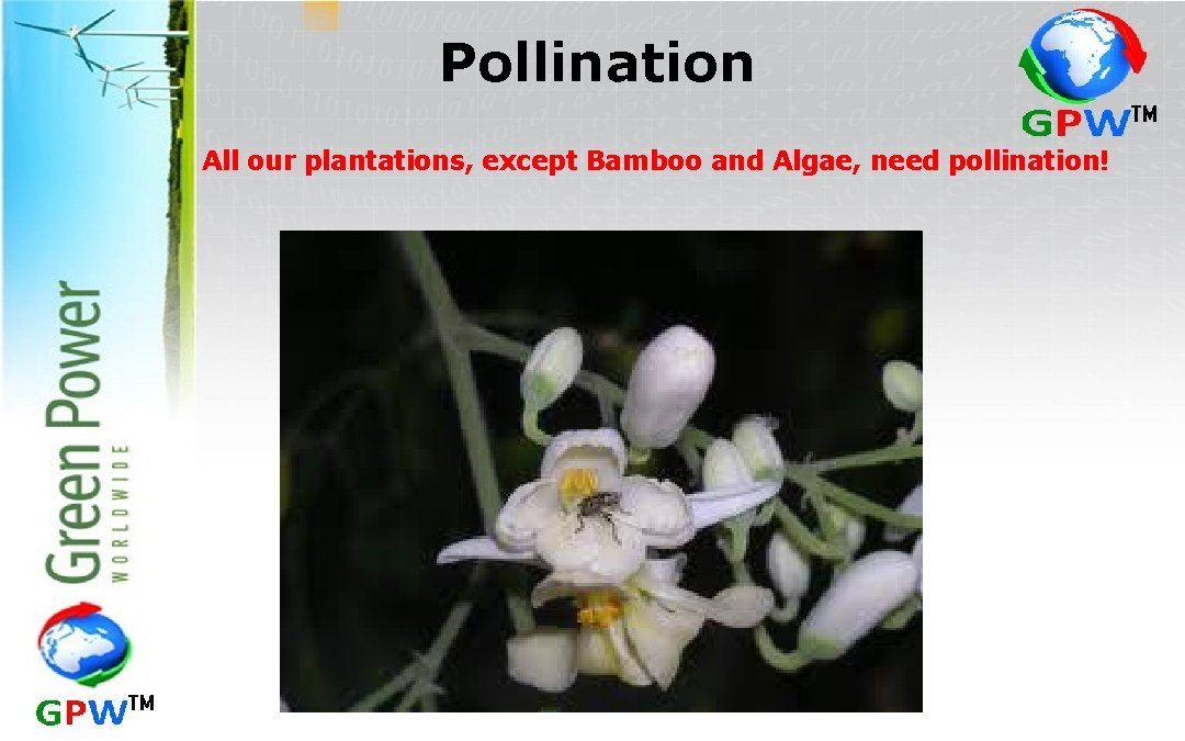 Pollination All our plantations, except Bamboo and Algae, need pollination! 