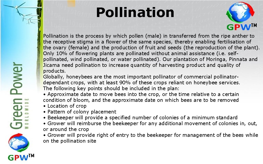 Pollination is the process by which pollen (male) in transferred from the ripe anther