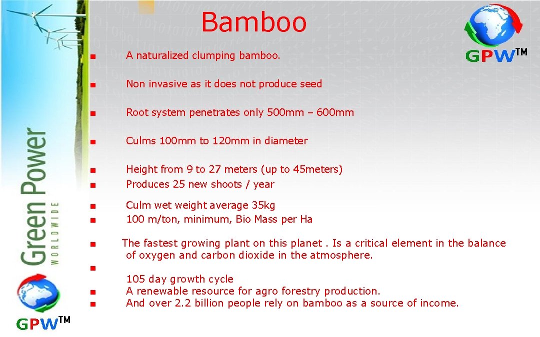 Bamboo ■ A naturalized clumping bamboo. ■ Non invasive as it does not produce