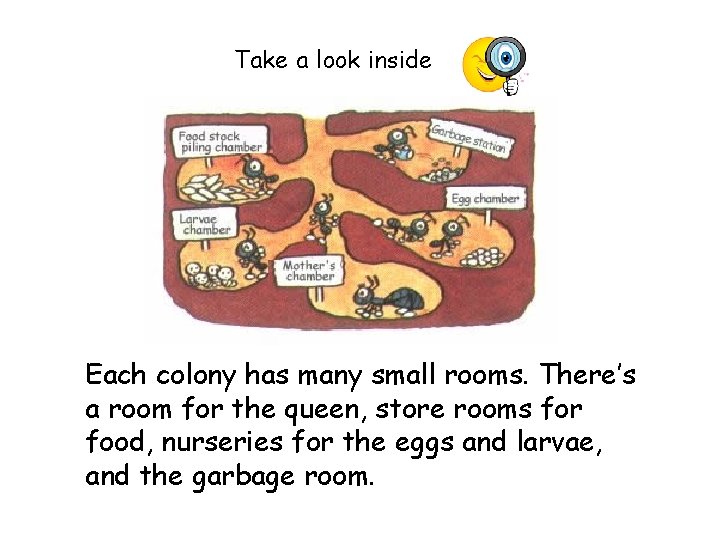 Take a look inside Each colony has many small rooms. There’s a room for