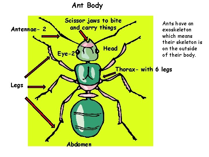 Ant Body Antennae- 2 Scissor jaws to bite and carry things Eye-2 Head Ants