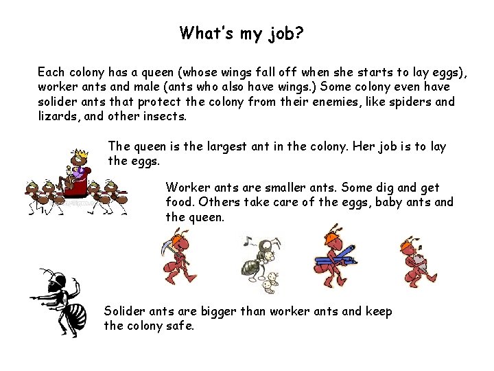 What’s my job? Each colony has a queen (whose wings fall off when she