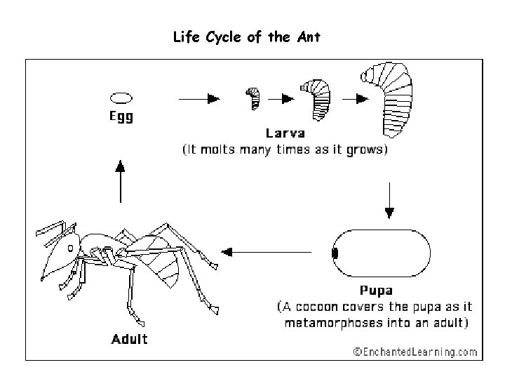 Life Cycle of the Ant 