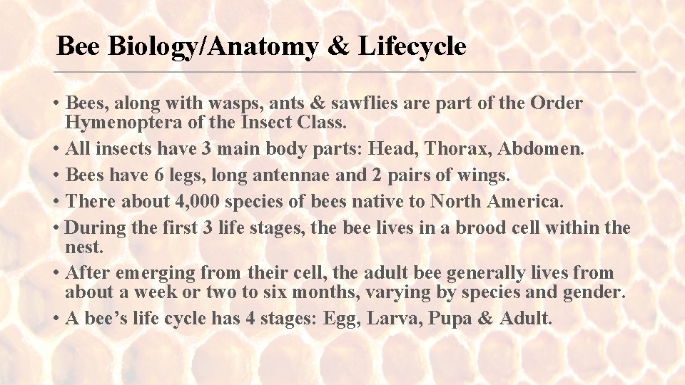 Bee Biology/Anatomy & Lifecycle • Bees, along with wasps, ants & sawflies are part