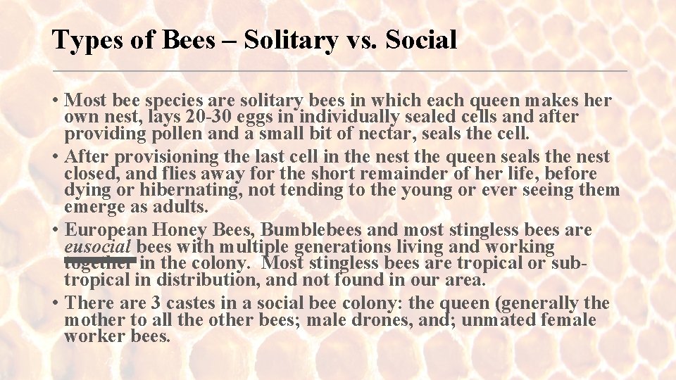 Types of Bees – Solitary vs. Social • Most bee species are solitary bees
