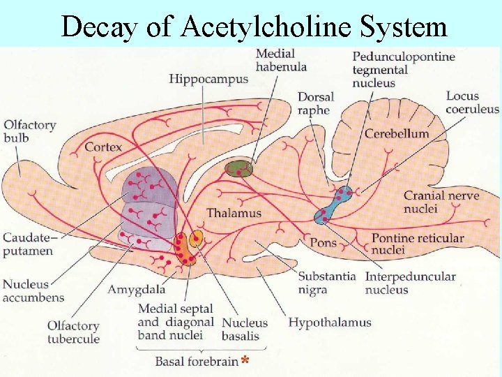 Decay of Acetylcholine System * 