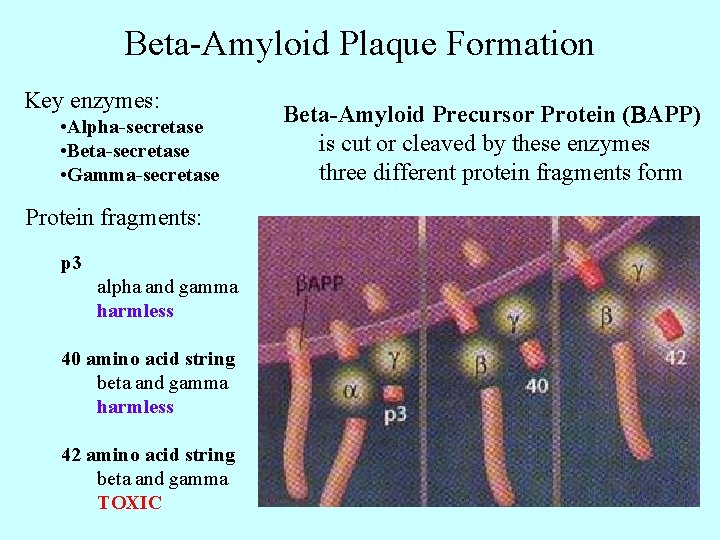 Beta-Amyloid Plaque Formation Key enzymes: • Alpha-secretase • Beta-secretase • Gamma-secretase Protein fragments: p