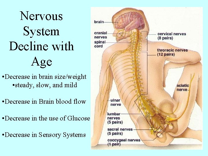 Nervous System Decline with Age • Decrease in brain size/weight • steady, slow, and