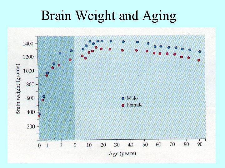 Brain Weight and Aging 