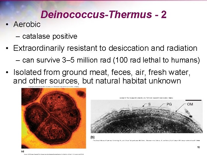 Deinococcus-Thermus - 2 • Aerobic – catalase positive • Extraordinarily resistant to desiccation and