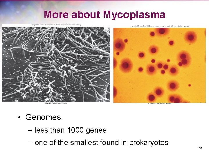 More about Mycoplasma • Genomes – less than 1000 genes – one of the