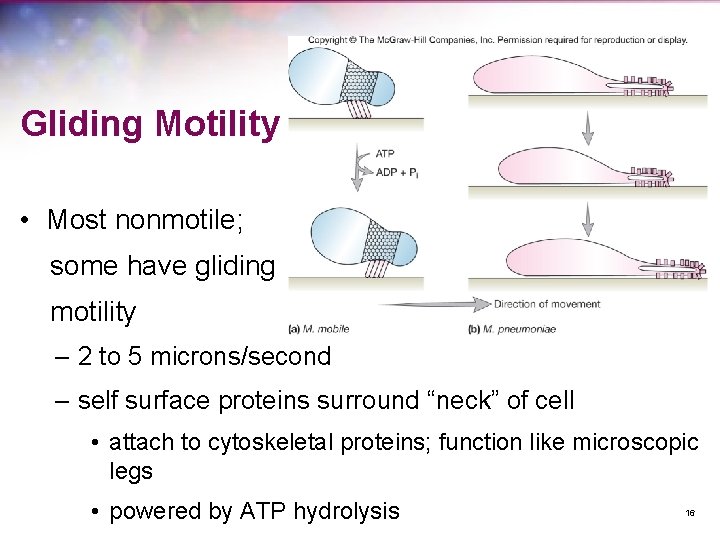 Gliding Motility • Most nonmotile; some have gliding motility – 2 to 5 microns/second