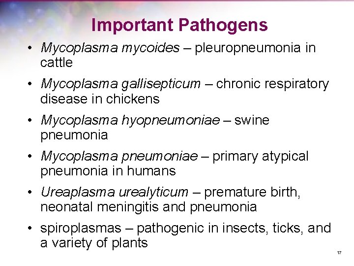 Important Pathogens • Mycoplasma mycoides – pleuropneumonia in cattle • Mycoplasma gallisepticum – chronic