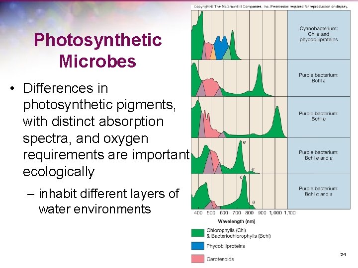 Photosynthetic Microbes • Differences in photosynthetic pigments, with distinct absorption spectra, and oxygen requirements