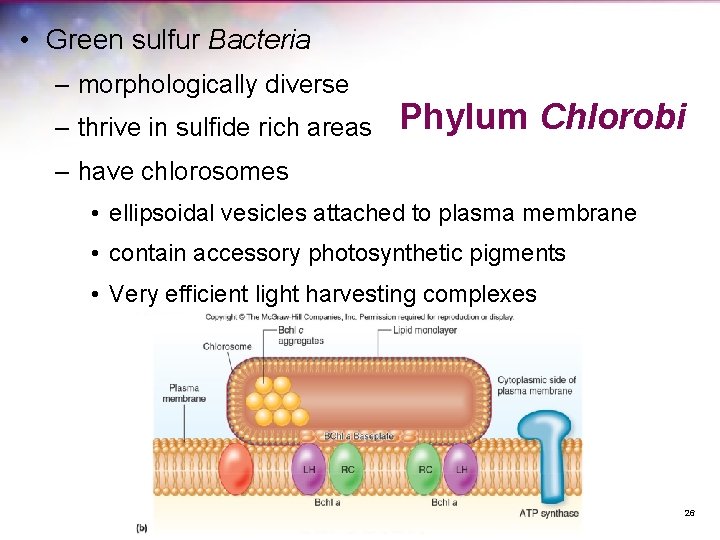  • Green sulfur Bacteria – morphologically diverse – thrive in sulfide rich areas