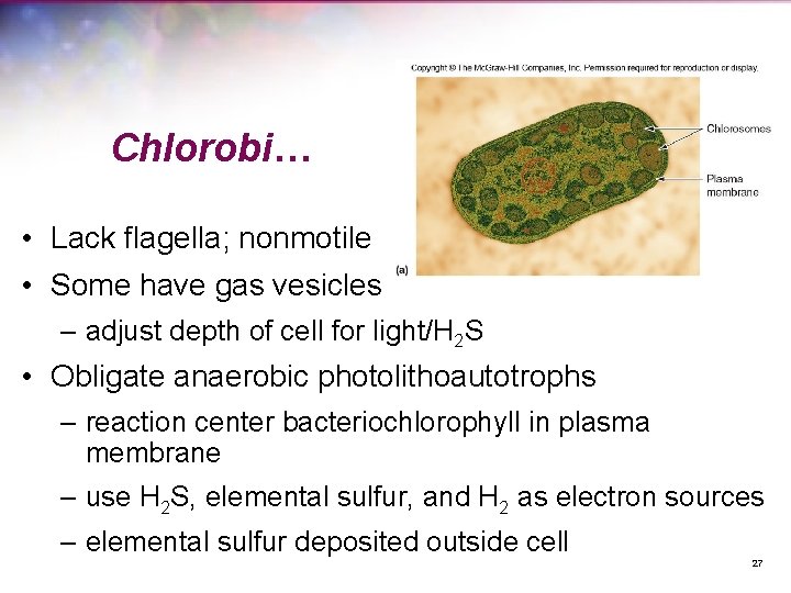 Chlorobi… • Lack flagella; nonmotile • Some have gas vesicles – adjust depth of