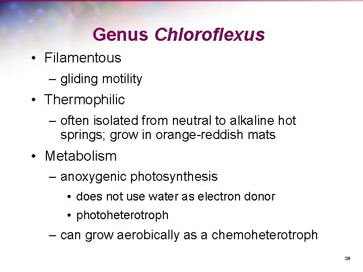 Genus Chloroflexus • Filamentous – gliding motility • Thermophilic – often isolated from neutral