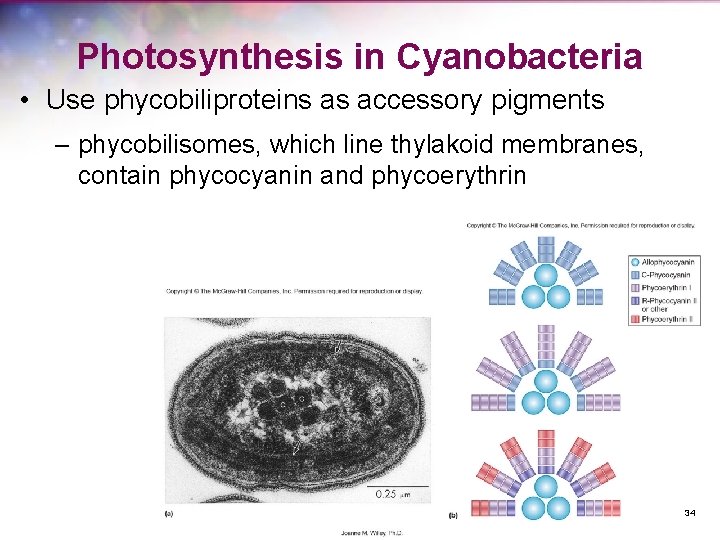 Photosynthesis in Cyanobacteria • Use phycobiliproteins as accessory pigments – phycobilisomes, which line thylakoid