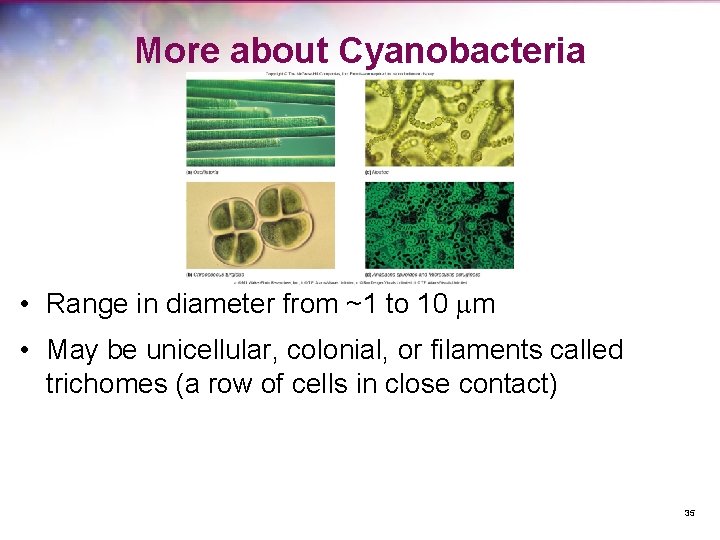 More about Cyanobacteria • Range in diameter from ~1 to 10 mm • May