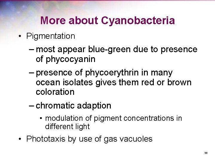More about Cyanobacteria • Pigmentation – most appear blue-green due to presence of phycocyanin