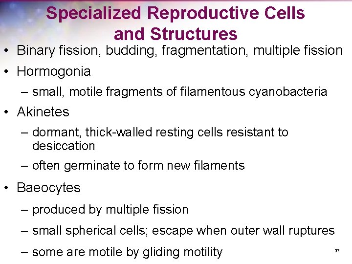 Specialized Reproductive Cells and Structures • Binary fission, budding, fragmentation, multiple fission • Hormogonia